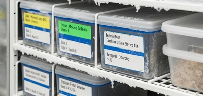 Ultra-Low Temperature Freezer Organization Labels 